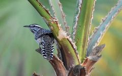 Campylorhynchus brunneicapillus