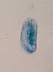 Euplotes neapolitanus