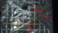 Zygonyx natalensis