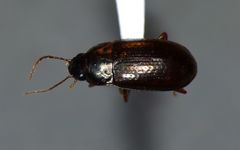 Amarotypus edwardsii