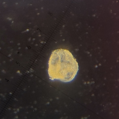 Phaeocystis
