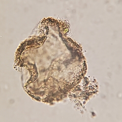 Phaeocystis