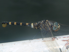 Zygonoides fuelleborni