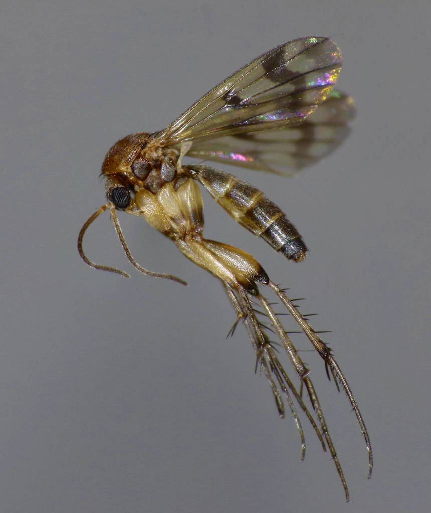 Mycetophila consobrina