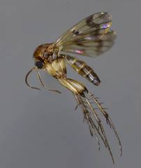 Mycetophila consobrina