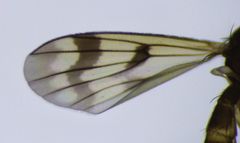 Mycetophila consobrina