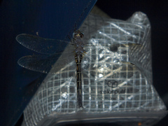 Zygonyx natalensis