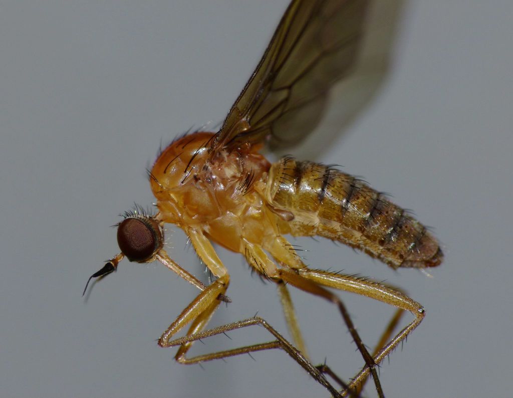 Trichopezinae