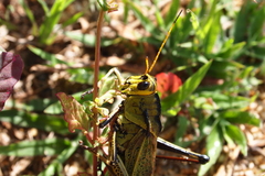 Taeniopoda citricornis