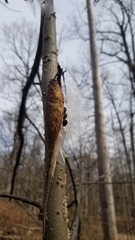 Matelea carolinensis