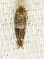 Elachista illectella