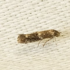 Elachista illectella