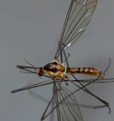 Leptotarsus subtener