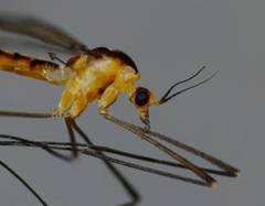 Leptotarsus subtener