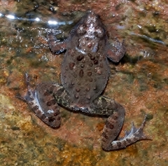 Phrynobatrachus natalensis