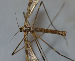 Austrolimnophila oculata