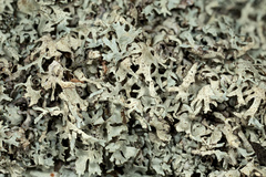 Xanthoparmelia stenophylla