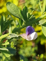 Psoralea keetii