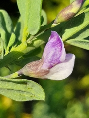 Psoralea keetii