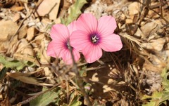 Linum pubescens