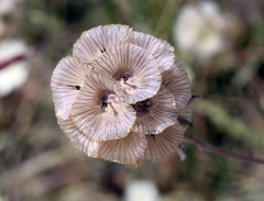 Lomelosia palaestina