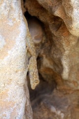 Ptyodactylus guttatus