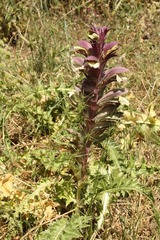 Acanthus syriacus