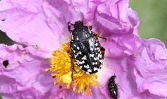 Oxythyrea
