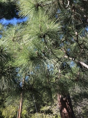 Pinus