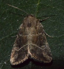 Anhimella pacifica