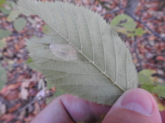 Phyllonorycter ostryaefoliella