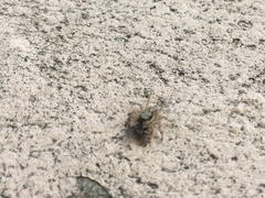 Menemerus bivittatus