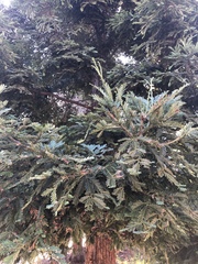Sequoia sempervirens