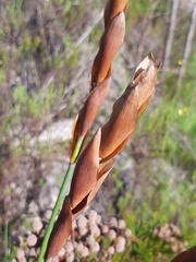 Elegia thyrsoidea