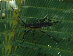 Gelonus tasmanicus