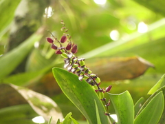 Stelis maxima