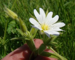 Cerastium nemorale