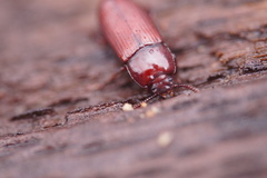 Uloma culinaris