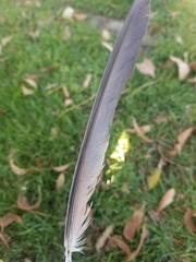 Columba livia domestica