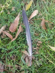 Columba livia domestica