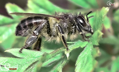 Apis mellifera