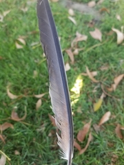 Columba livia domestica