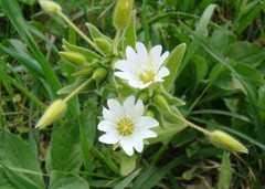 Cerastium nemorale