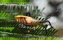 Amorbini