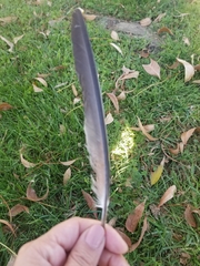 Columba livia domestica