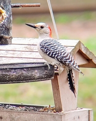Melanerpes carolinus