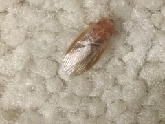 Eremoblatta subdiaphana