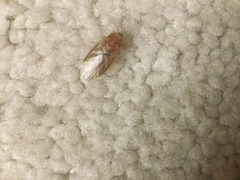 Eremoblatta subdiaphana