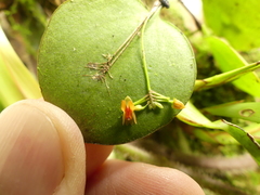 Lepanthes pecunialis