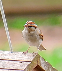 Spizella passerina